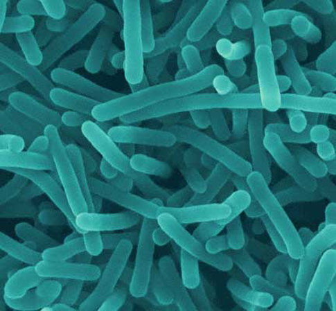 Listeria Bacteria